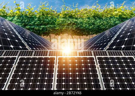 Collage fotografico di pannelli solari contro lo sfondo dei raccolti - immagine concettuale Foto Stock