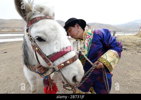 (200313) -- TIANZHU, 13 marzo 2020 (Xinhua) -- Song Tianzhu fastens bridle in Nannigou Village of Tianzhu Tibetan Autonomous County, North West China's Gansu Province, 12 marzo 2020. Sfruttando appieno le vaste praterie locali e il sostegno finanziario del governo alle regioni impoverite, il reddito familiare annuale della famiglia di Song Tianzhu ha raggiunto 200,000 yuan (circa 28,553 dollari USA) attraverso l'allevamento e il turismo. Inoltre, Song ha preso la guida nella fondazione di una cooperativa per aumentare i redditi di altri abitanti del villaggio. Con i grandi sforzi fatti dal governo locale e villager Foto Stock