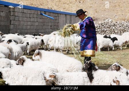 (200313) -- TIANZHU, 13 marzo 2020 (Xinhua) -- Song Tianzhu nutre un gregge di pecore nel villaggio di Nannigou della contea autonoma tibetana di Tianzhu, provincia di Gansu della Cina nordoccidentale, 12 marzo 2020. Sfruttando appieno le vaste praterie locali e il sostegno finanziario del governo alle regioni impoverite, il reddito familiare annuale della famiglia di Song Tianzhu ha raggiunto 200,000 yuan (circa 28,553 dollari USA) attraverso l'allevamento e il turismo. Inoltre, Song ha preso la guida nella fondazione di una cooperativa per aumentare i redditi di altri abitanti del villaggio. Con i grandi sforzi compiuti dal governo locale e. Foto Stock