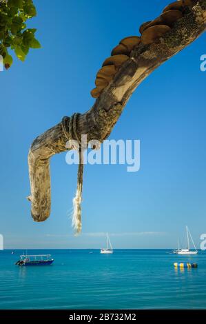 Albero che punta verso il basso a barche sull'oceano al largo della località turistica d'attualità sulla panoramica Fitzroy Island al largo della costa del Queensland del Nord in Australia Foto Stock