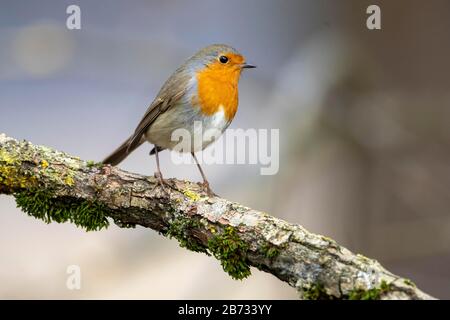 Rapina europea (Erithacus rubecula) seduta su un ramo, Germania Foto Stock