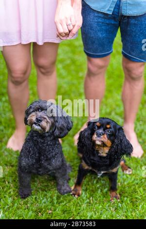 Ritratto di fidanzamento familiare con la metà inferiore di una coppia impegnata con i loro cani da compagnia di grande interesse su un campo erboso a Cairns, Queensland. Foto Stock