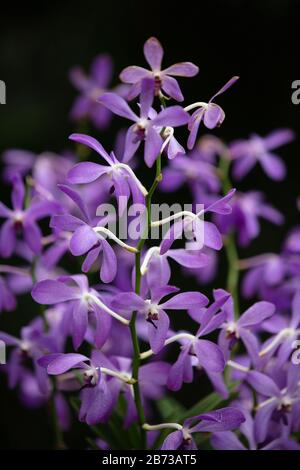 Fiori di orchidee viola visti nel Giardino Nazionale delle Orchidee dei Giardini Botanici di Singapore. Foto Stock