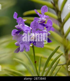 Orchidea viola vista nel giardino nazionale delle orchidee dei giardini botanici di Singapore. Foto Stock