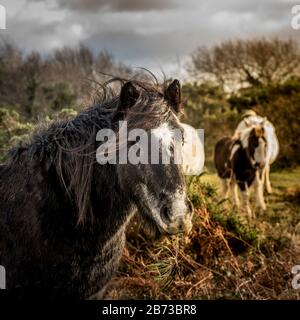 Wild Bodmin pony di pascolare su Goonzion Downs su Bodmin Moor in Cornovaglia. Foto Stock