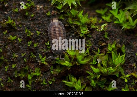 Un Isopod in muschio, India. Crostacei che comprendono il legno e i loro parenti. Foto Stock