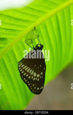 Farfalla corvo comune che esce dal crisale, India Foto Stock