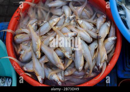 Acciughe O Mandeli, Ratnagiri, Maharashtra, India. Piccoli pesci foraggini comuni della famiglia Engraulidae Foto Stock