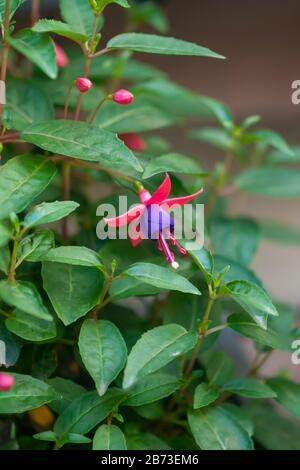 Primo piano di una fioritura Fuchsia magellanica comunemente noto come il colibrì fuchsia o hardy fucsia, è una specie di pianta flowering in famiglia E Foto Stock