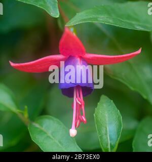 Primo piano di una fioritura Fuchsia magellanica comunemente noto come il colibrì fuchsia o hardy fucsia, è una specie di pianta flowering in famiglia E Foto Stock