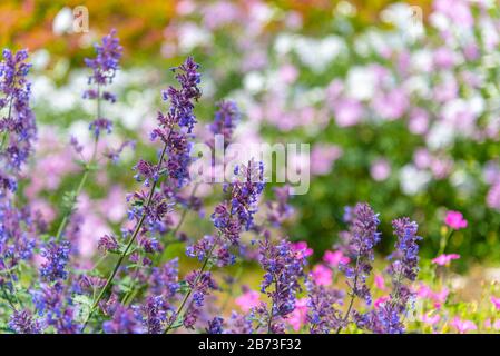 Primo piano campo Catnip flowers (Nepeta cataria) in estate giorno di sole con sfondo morbido fuoco sfocato Foto Stock