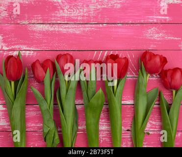 bouquet di tulipani in fiore rossi con steli e foglie verdi, fiori giacciono su uno sfondo di legno rosa, vista dall'alto Foto Stock