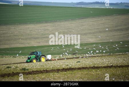 Brighton UK 13 Marzo 2020 - Seagulls seguire dietro un trattore in una mattinata luminosa ma fredda come un agricoltore arows un campo sul South Downs appena fuori Brighton. Credit: Simon Dack / Alamy Live News Foto Stock