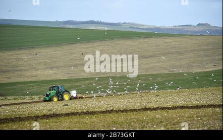 Brighton UK 13 Marzo 2020 - Seagulls seguire dietro un trattore in una mattinata luminosa ma fredda come un agricoltore arows un campo sul South Downs appena fuori Brighton. Credit: Simon Dack / Alamy Live News Foto Stock