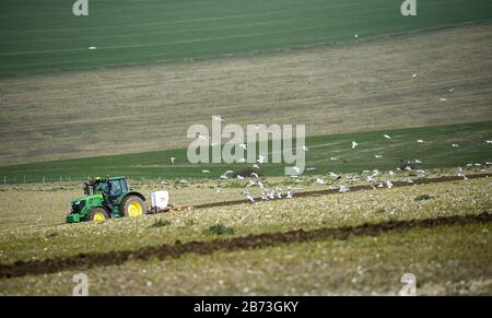 Brighton UK 13 Marzo 2020 - Seagulls seguire dietro un trattore in una mattinata luminosa ma fredda come un agricoltore arows un campo sul South Downs appena fuori Brighton. Credit: Simon Dack / Alamy Live News Foto Stock