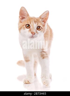 Gatto maschio rosso, a piedi verso la macchina fotografica. Isolato Foto Stock