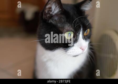 Gatto Bianco e nero Foto Stock