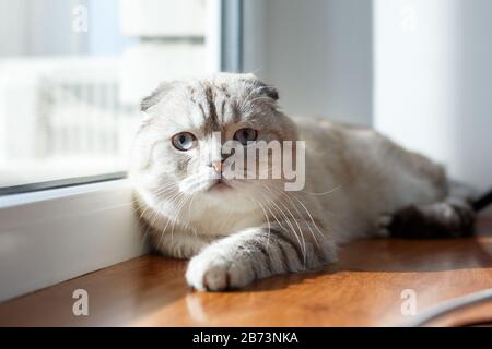 Un muso carino di un gatto grigio di una piega scozzese si trova alla finestra Foto Stock