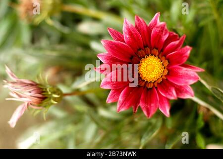 Girasole di alta qualità in giardino Foto Stock