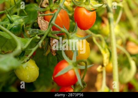 Giardino di frutta di pomodoro in Giardino più grande dell'Università di Agricoltura Foto Stock