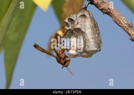 Nest And Red Paper Wasp, Ropalidia Marginata, Bhimashankar, Maharashtra, India Foto Stock