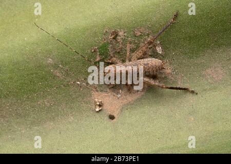 Ninfa, Microcentum rhombifolium, Katydid A Foglia Larga, Pune, Maharashtra, India Foto Stock