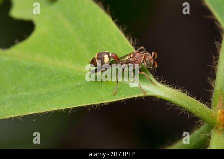 Ninfa, Red Paper Wasp, Ropalidia Marginata, Bhimashankar, Maharashtra, India Foto Stock