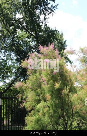 Un albero pieno coltivato di Tamarack, Larix laricina, in estate Foto Stock