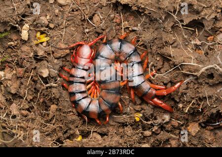 Indian Gaint Centipede, Scolopendra Hardwickei, Satara, Maharahtra, India Foto Stock
