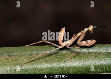 Mantis Giovanile, Hierodula Membranacea, Pune, Maharashtra, India Foto Stock