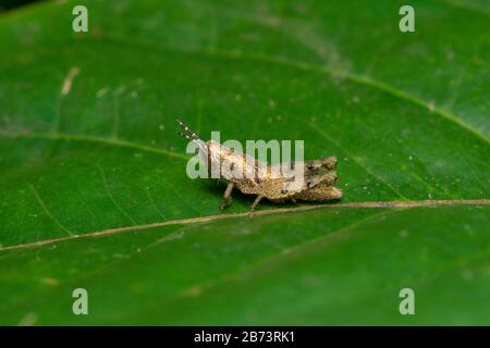 Short Horned Grasshopper, Pezotettix Giornae, Pune, Mharashtra, India Foto Stock