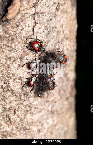 Insetti Stink (Euthyrhynchus florandus) caccia su bruco moth Foto Stock