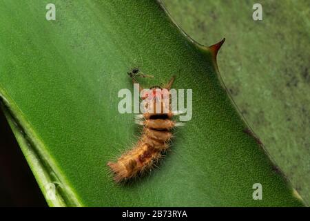 Tussock Moth caterpillar, Orgia leucostigma, Pune, Maharashtra, India Foto Stock