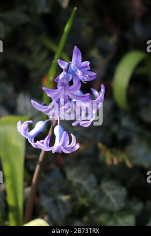 Common bluebell Foto Stock