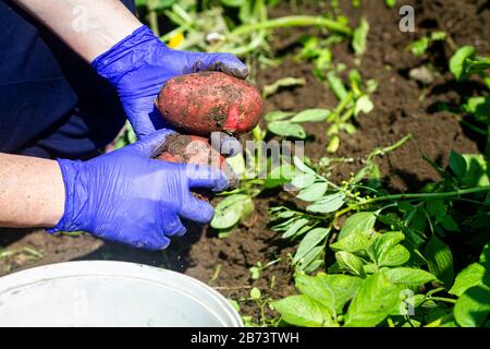 Raccolta di patate fresche. Indossare i guanti con le patate. Le patate fresche scavano da terra nella fattoria. Foto Stock