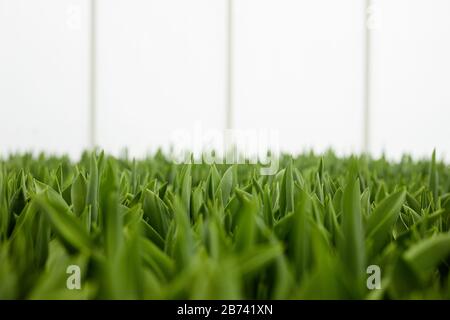 Primo piano di fila di piante verdi che piantano in serra Foto Stock