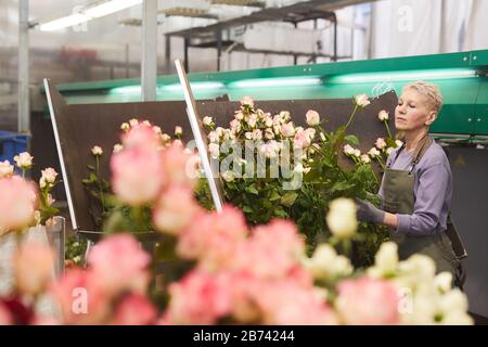 Donna matura che lavora con le rose e le prepara per la vendita in serra Foto Stock
