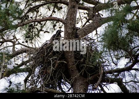 Aglet cald Foto Stock