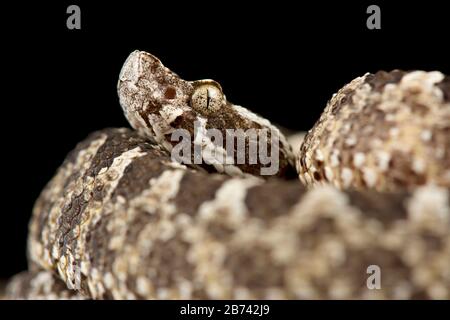Testa della lancia del deserto (Bothrops pictus) Foto Stock