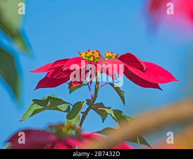 Dettaglio closeup della fioritura di piante di poinsettia rossa selvatica euforbia pulcherrima con fiori gialli Foto Stock