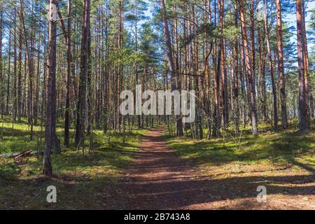 Un sentiero nella pineta primaverile sulla costa baltica, tempo luminoso e verde giovane. Foto Stock