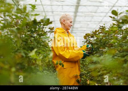 Donna matura in cappotto giallo che lavora come giardiniere lei taglio rami di piante verdi nella serra Foto Stock