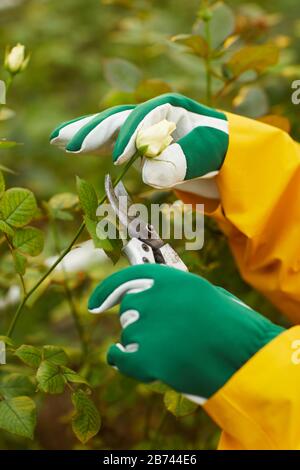 Primo piano di donna in guanti taglio bocciolo di rosa bianca con forbici in giardino Foto Stock
