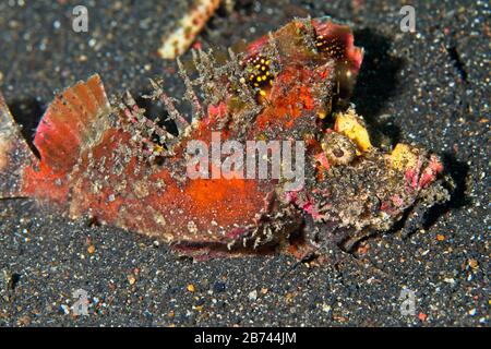 Pesce devilfish spinoso (Inimicus didactylus) Lembeh Strait, Indonesia Foto Stock