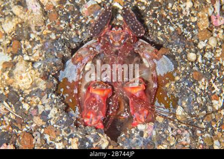 Infilzare canocchia (Lysiosquillina lisa) Lembeh strait, Indonesia Foto Stock