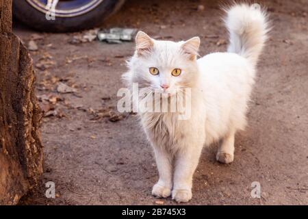 Soffice gatto bianco sporco strada con occhi gialli guarda la macchina fotografica e si trova sulla strada Foto Stock