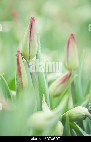 Primo piano di bei tulipani giovani che crescono nel giardino Foto Stock