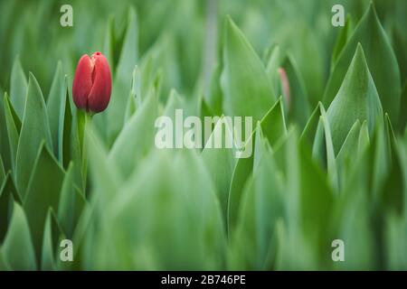 Primo piano di un tulipano rosso che cresce nel giardino tra piante verdi Foto Stock