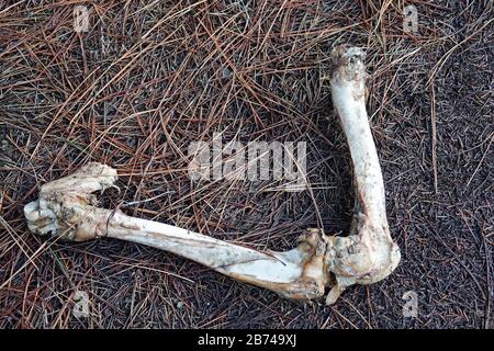 I lkegbones di una mucca, ucciso e mangiato i miei leoni di montagna, nelle montagne di Ochoco dell'Oregon centrale. Foto Stock