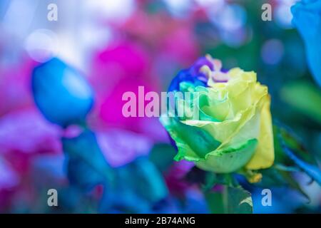 bouquet di rose fresche colorate in negozio di fiori Foto Stock